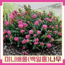 배롱나무 묘목 미니백일홍 삽목2년생 포트묘 1개