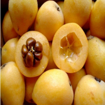 묘목/비파나무 실생1년 포트묘/4개 N0423, 4개