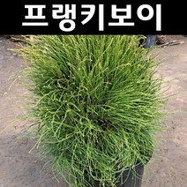 프랭키보이 나무 묘목 조형 1개/정원/공원/조경수