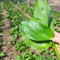 2023 강원도 생 명이나물 1Kg 수확시기 산마늘 생채, 강원 잎 명이나물 1Kg