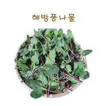 #가락시장 나물이네#당일경매 해방풍나물 400g/오후2시이전주문당일출고99%/주말 공휴일제외, 400g
