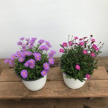 청년농부 사계국화 큰포트 야생화, 핑크색