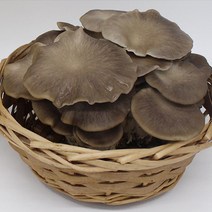 신난데이 물만 주면 쑥쑥! 버섯 키우기 키트, 느타리 1＋1