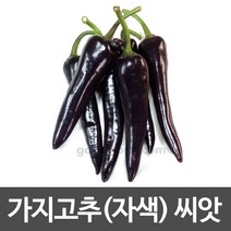가지 고추씨앗 자색 종자 채소 야채 검정 고추씨 10알