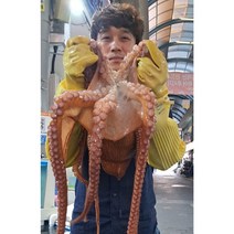 동해안 참문어 피문어 대문어 자숙 활문어 포항 대왕문어 4.5~6.5kg, (짝다리)자숙 참문어5kg