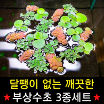 [수초스토어] 검역 부상수초 3종 / 구피 새우 베타 치어 수초 쉬운 어항 은신처 무이탄 열대어 풍성한 물고기 예쁜 수족관 피시티아 필란터스플루이탄스 아마존프로그비트 목련물배추