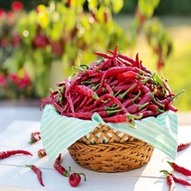 2022년태양초 햇 건고추5근(3kg), 태양초건고추5근(3kg), 1개