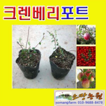(D소망)크렌베리묘목(포트)실생1년생 5그루
