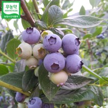 초록사랑 2022 무농약 국산 햇블루베리 냉동 (특품), 1개, 2kg(특품)