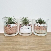 틸란드시아 테라리움 DIY 세트 이오난사 만들기, 바다(여름), 1개
