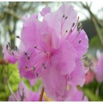 모종/묘목 진달래 키 40cm내외 플러그 R0881