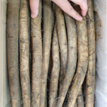 산지직송 우엉 2kg 우엉채 우엉조림 우엉 우엉차 채소 국내산우엉 우엉국산 우엉뿌리 국산우엉 국산우엉채 우엉2kg 국산우엉, 1박스