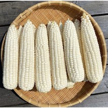 방씨아들 산지출고 햇 당도보장 미백 찰옥수수, 특품 10개입