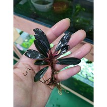 부세파란드라sp. 파리스 1촉 /레어부세/블랙