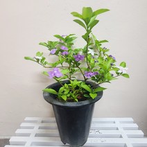 야영화자스민 브룬펠시아자스민 향기나는식물 자스민식물 24, 1개