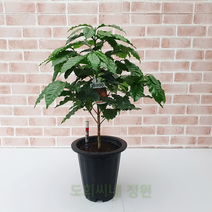도희씨네 정원>> 카페 분위기 물씬~ 아라비카 커피나무 중형 290, 1개” class=”wr-img”></a></div></p></div></p></div></p></div><div class=