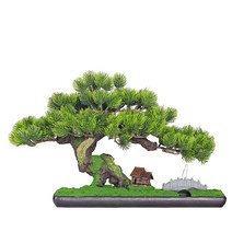 소나무 분재 미니 개업화분 선물용 인테리어 묘목, D