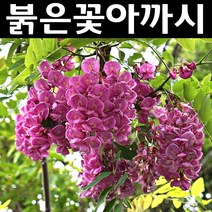 붉은꽃아까시나무 묘목 실생1년 뿌리 특묘 3개/정원/공원/조경수