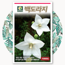 백도라지 씨앗 1000립 종자, 1개