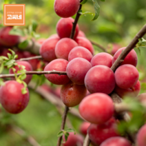 지앤제이 고씨네 특급 거봉1kg 크림슨포도 수입포도 아도라포도, one color, free