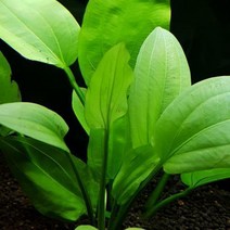 수초 라디칸스 1뿌리