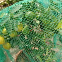 새그물망 참새그물망 그물망 새 그물망 농작물 보호 그물 방조망 4x5m DD-11973 X278LI, 본상품선택, 1개