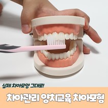 치아관리 양치교육 치아모형 치아틀 이빨모형 구강모형 양치치아모형 치아모형교구, b상품선택D