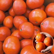 13Brix이상 귀한귤 홍미향 2.5kg/딱 한달만 판매/썬레드 빨간귤, 단품