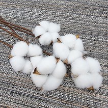 늘솜아뜰리에 목화 꽃 가지 5송이 10송이 번들 겨울인테리어소품 목화 드라이플라워, 화이트 5송이 번들