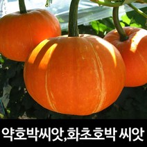 약호박 씨앗 화초 호박 종자 토종 재래종 씨 10알, 1개