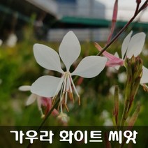 [해피플라워] 가우라 화이트 백접초 나비바늘꽃 씨앗 100립 / 봄 가을 파종 꽃씨