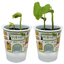 SA 거꾸로 물주기 화분-강낭콩 키우기(1인용 포장) 교과서응용 과학DIY 과학준비물
