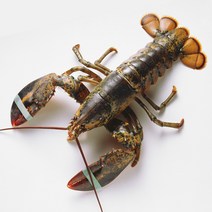 랍스타 자숙 대왕 활 크레이피쉬 스파이니 캐나다 랍스터 구이 회 500g-4.8kg, 활 랍스터 500g~700g (1미)