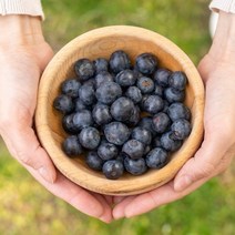 블루베리 신이내린 보랏빛의 생블루베리 생과 미국산/칠레산 BLUEBERRY, 옵션2) 블루베리 6팩 750g