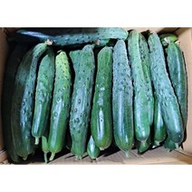 못난이 가정용 오이 2.5kg 5kg 10kg, 못난이 오이 2.5kg