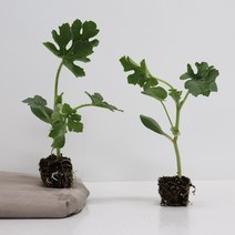 수박모종 망고수박모종 흑피 애플수박 모종 1박스, 망고수박모종40주