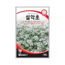 모칸도 (무배)세계 설악초 꽃씨 (30립)