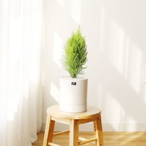 공기정화식물 율마 에코화분 세라믹화분, 율마 세라믹중품 화분 화이트