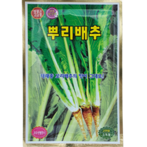 [씨앗맛집] 뿌리배추 씨앗 2000립 뿌리생식 여름 무 토종 조선배추 씨앗 씨 모종 종자 키우기, 1개