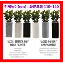 없음 [반값화분] MAIN-대형인도고무나무twin120 직접배송 축하화분 개업화분 거실화분 카페화분 인테리어화분 아레카야자 극락조 알로카시아 파키라 고무나무, 기본상품(막분+접시받침)