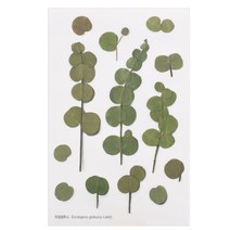 어프리 압화 스티커 유칼립투스 데코 꾸미기 꽃 다꾸, 압화스티커 유칼립투스