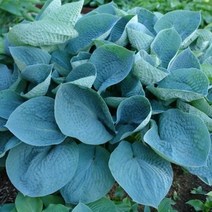 다년생 숙근 호스타 숙근 뿌리-러브 팟