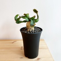 유포르비아 스텔라타 괴근식물 - 검정슬릿분, 1개