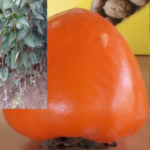 (G소망)야오끼 개량왕대봉 감나무묘목(접목1년)2그루, 1개