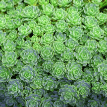 장미세덤 [4포트] (복남이네 야생화 모종 바위솔 새덤 다육식물 succulent), 1개