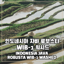 (커피생두) 327 인도네시아 자바 로부스타 WIB-1 워시드 1kg