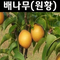 키위(숫나무/도마리) 나무 묘목 접목1년 뿌리묘 1개/유실수/과수