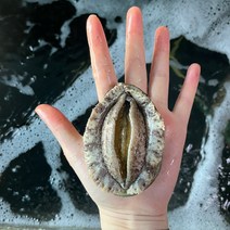 4만원 전복 ) 18~20마리 산지직송 보길도전복 [예작수산] 활전복 1kg 홈쇼핑사이즈 큰전복, 선물포장