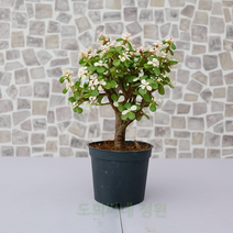 도희씨네 정원>> 귀염뽀짝!! 핑크 아악무 외목 230″ class=”wr-img”></a></div>
</div>
</div>
</div>
<div class=