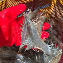 활새우 신안 왕새우 흰다리 새우 1kg 새우철 바이오플락 생 새우 회 소금구이, 급냉새우1kg (20~25미 내외)